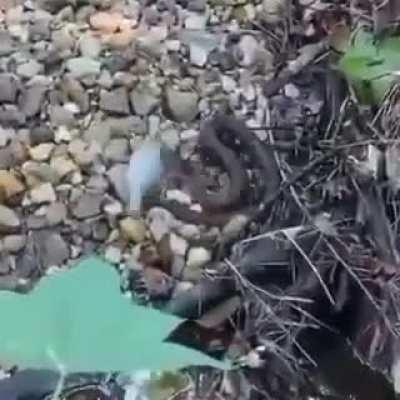 Bro I can save this fish