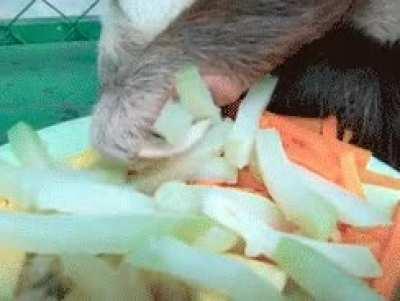 Slowbears grown in captivity become so decadent that they must be spoonfed or else they would starve to death.