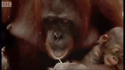 When the senior dev watches you code