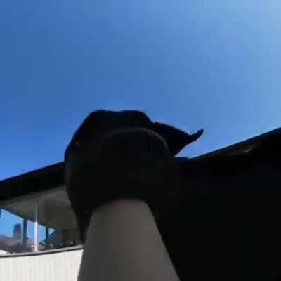 Chasing the camera thief