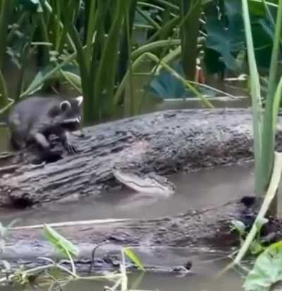 Little guy barely escapes