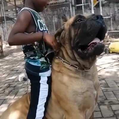 This Boy and his Owner