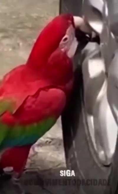 Someone’s been deflating tires in the neighborhood