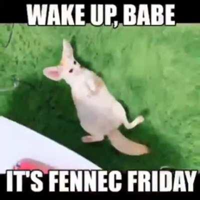 It’s Fennec Friday! :3