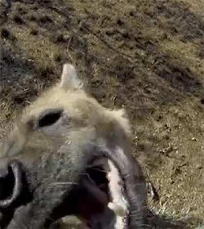 Posting yeen pics every day until I get to pet one Day 331 POV YOU ARE 5 GUM