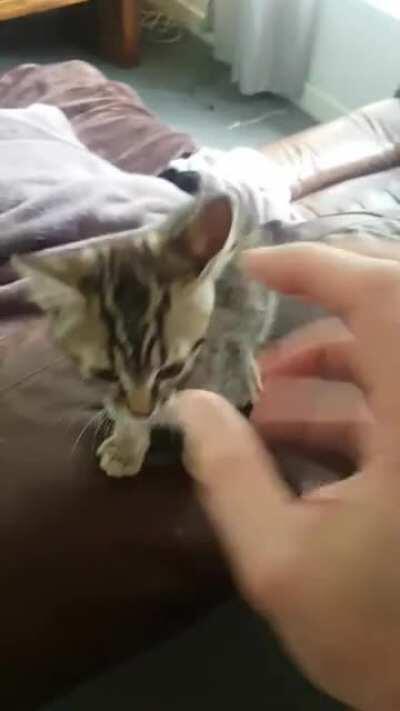 My kitteh LoreCat and me, playing "da' claw". Listen to his battle cries!