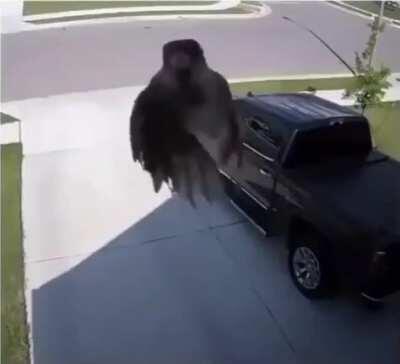 Wing malfunction whilst anti-grav still working...