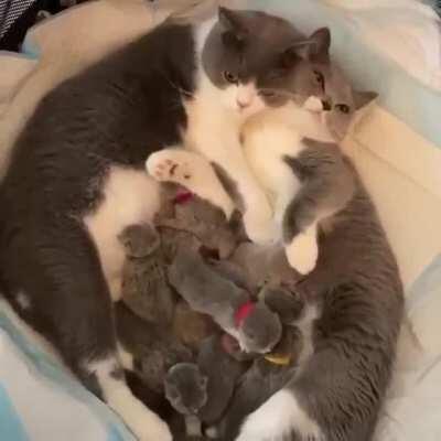 A happy chonkyy family