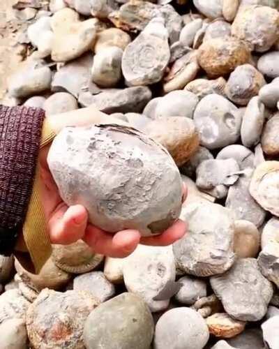 Ammonite fossil hidden inside the rock