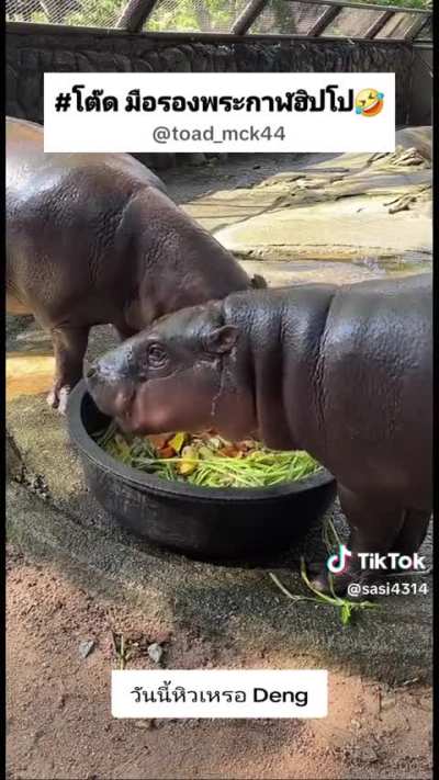 Moo Deng is such a fast eater now