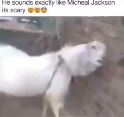 michael jackson?
