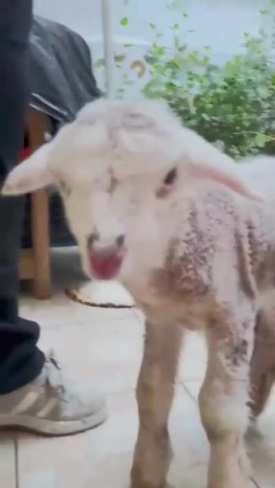 I know you guys like sheep alot but this has maybe gone too far?!