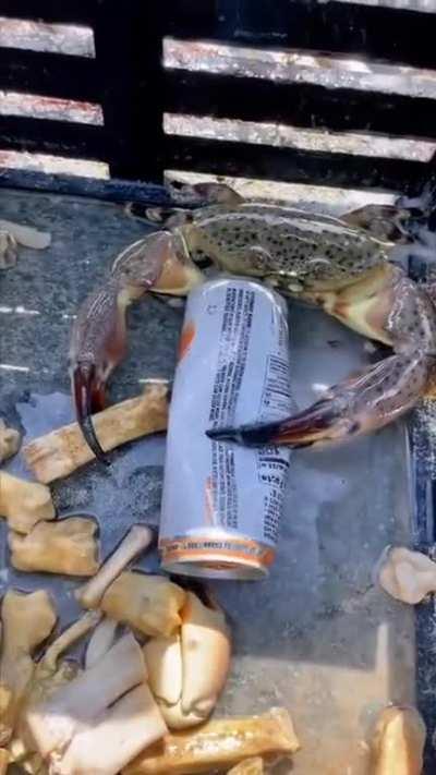 Crab tries to shotgun a whiteclaw