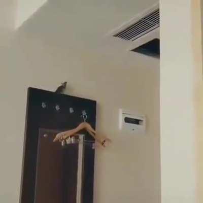 My rat people need me!