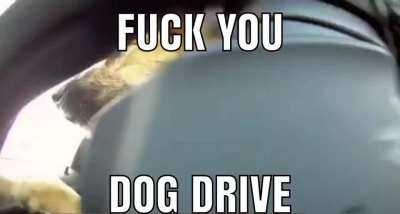 Dog drive