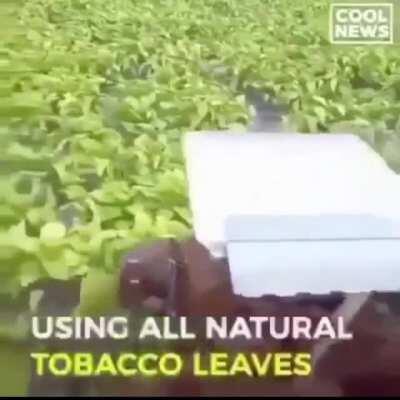 Literally pink capitalism