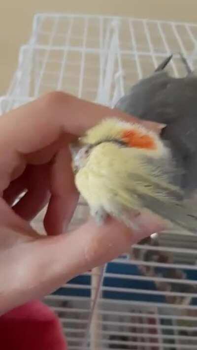 First time hes let me give him scritches with my hands! After nearly 3 months of owning him and building trust❤