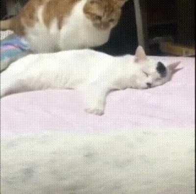 HiTleR suRRviVes ASsaSiNaTioN aTtEMPt