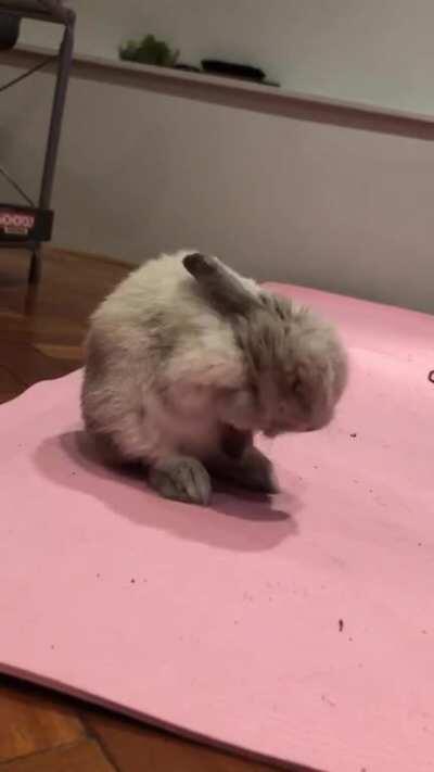 Willow’s cleaning routine is illegally cute 🥰