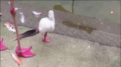 Baby Flamingo
