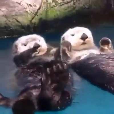 They're holding hands while sleeping so they won't float away from each other.