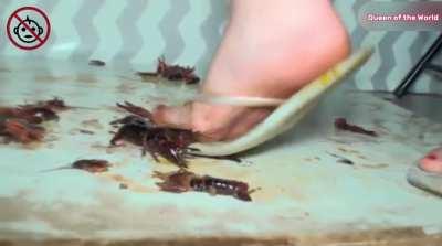 Crush🦞 part.2 ending