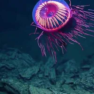 This jellyfish found at a depth of 1225 m off the coast of California