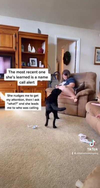 Собакен обучен обращать внимание глухой хозяйки на разные звуки. Чаще всего это когда к ней кто-то обращается по имени и она этого не замечает