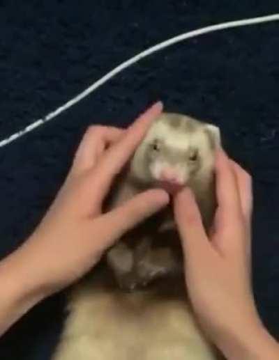 Lion ferret -> Sleek ferret