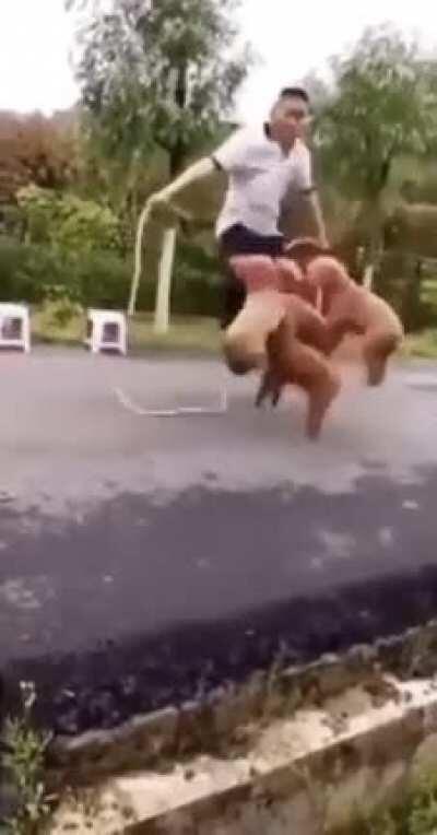 Just an average day at the park