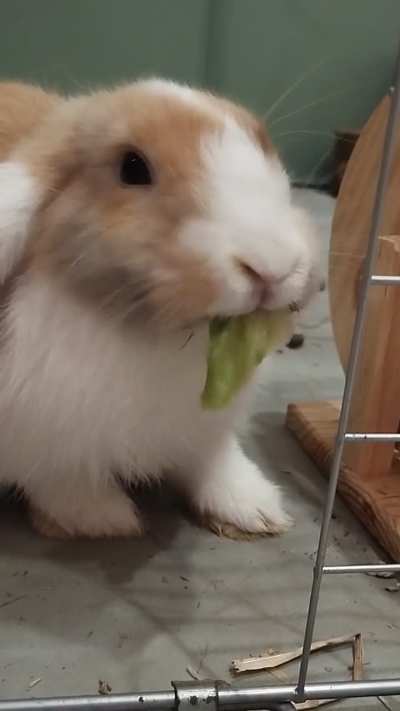 bunny eats lettuce and chokes of excitement