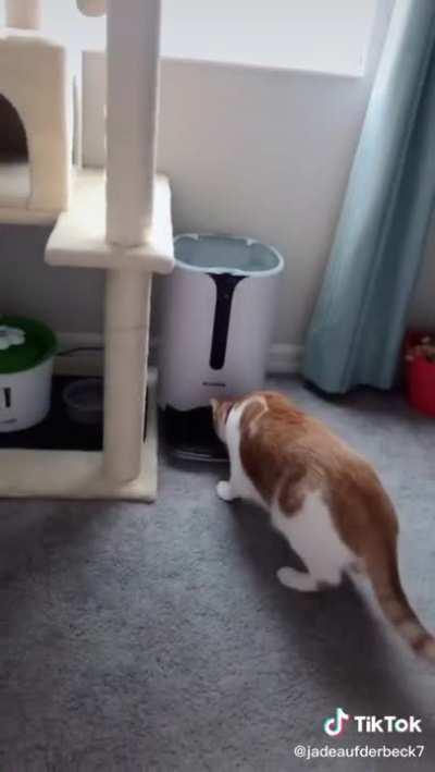 waiting for her food dispenser