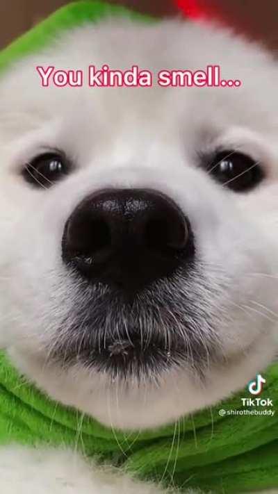 I smell like a ✨baka✨