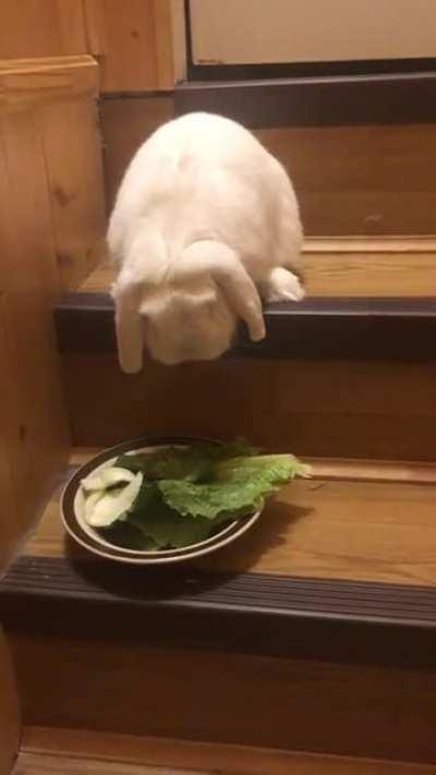 Trying to teach Rolex to go down the stairs... we aren’t so successful