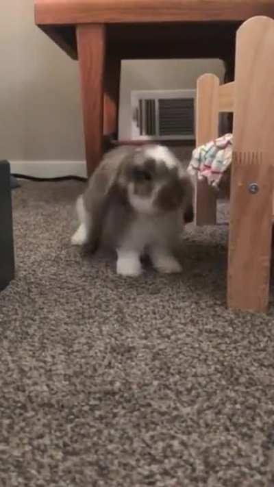Moose sure is a graceful cutie 🥰🥺🐰