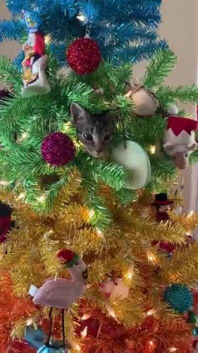 Look at our new ornament!