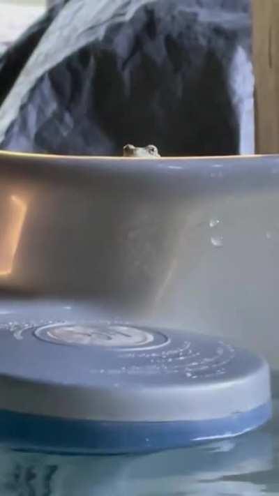 The chance of being annihilated by a frog while in a hot tub is low, but never zero