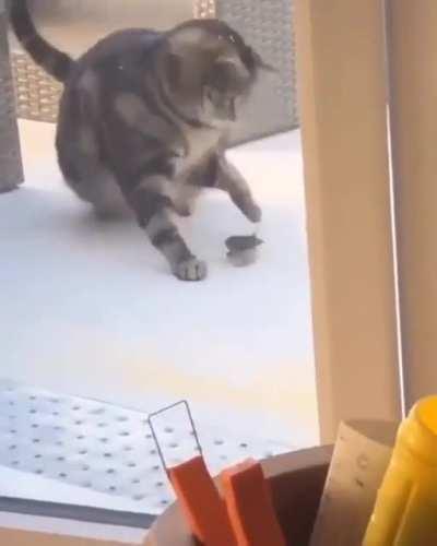 Shouldn't have yelled at the cat