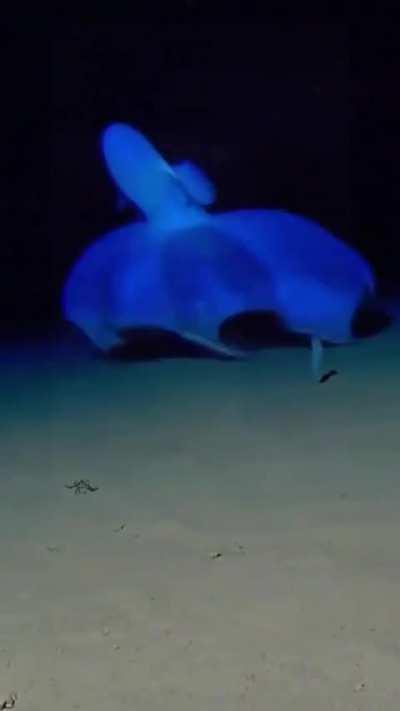 🔥 The way this vampire squid moves across the ocean floor