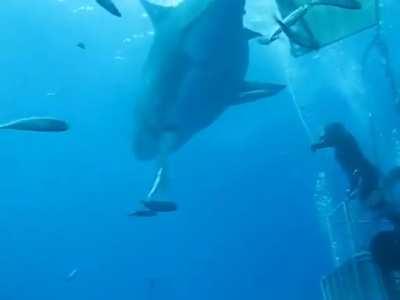This 20 ft (6.7 m) long great white shark is the biggest one ever recorded