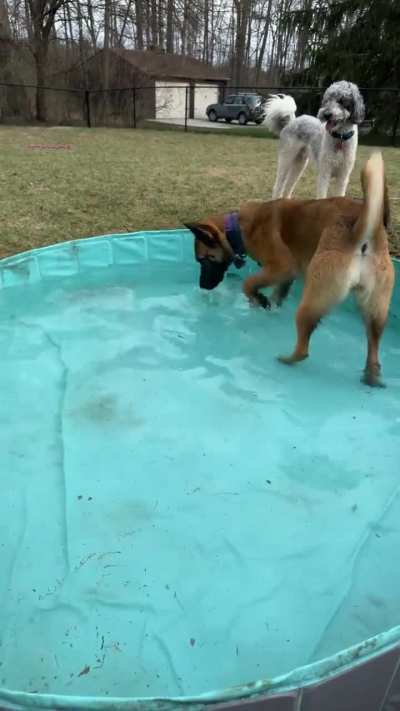 Puppy playing in water