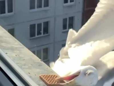 Difference between a seagull and a crow’s accuracy