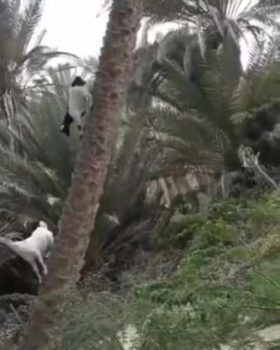 Mountain Goats climbing freely on palm tree