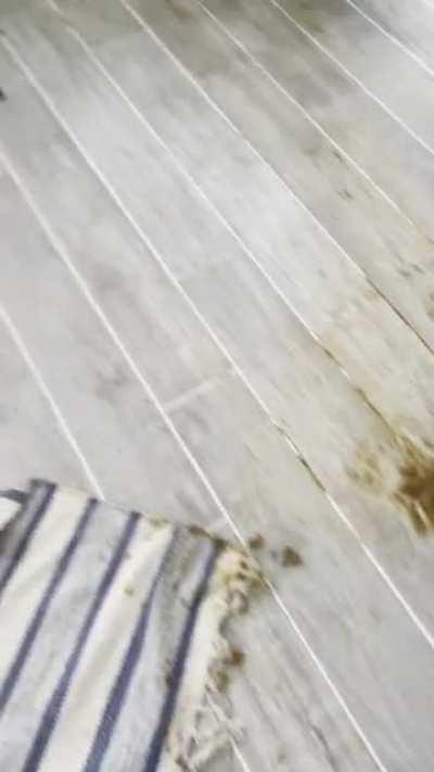 moved into a brand new house and my dog is very anxious