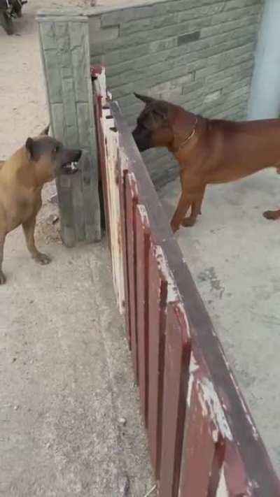 Dogs explain the internet