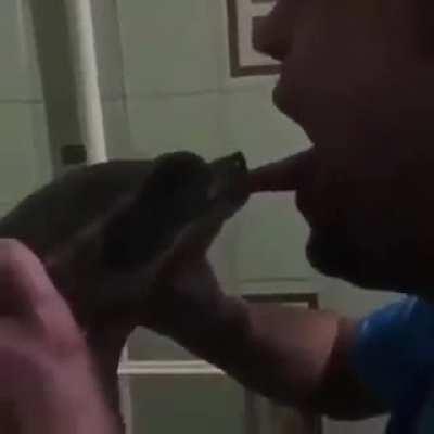 Biting a turtles head