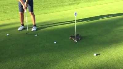 Killing the birdie attempt