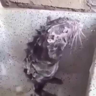 Blursed_BathingRat