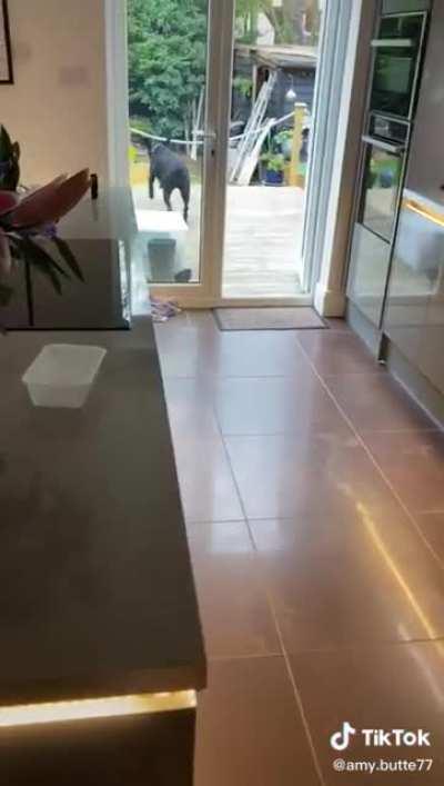 This dog woke up and chose violence