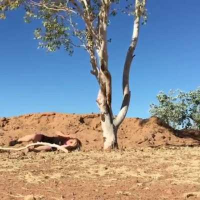 I love climbing trees